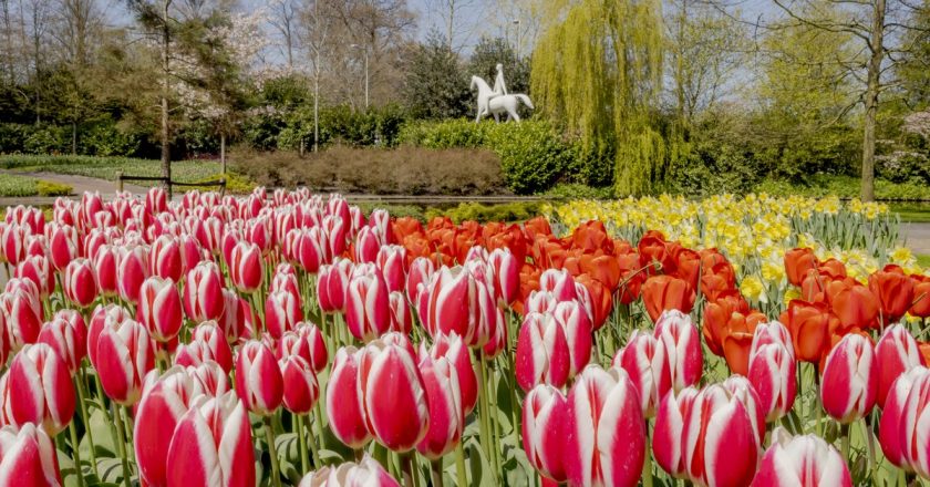 Parque de tulipas na Holanda reabre nesta quinta-feira
