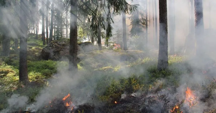 Onda de calor: Europa enfrenta temperaturas acima de 45ºC e incêndios florestais