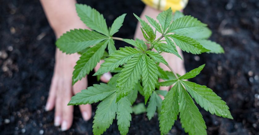 Moradores da Alemanha podem portar e cultivar maconha a partir de hoje